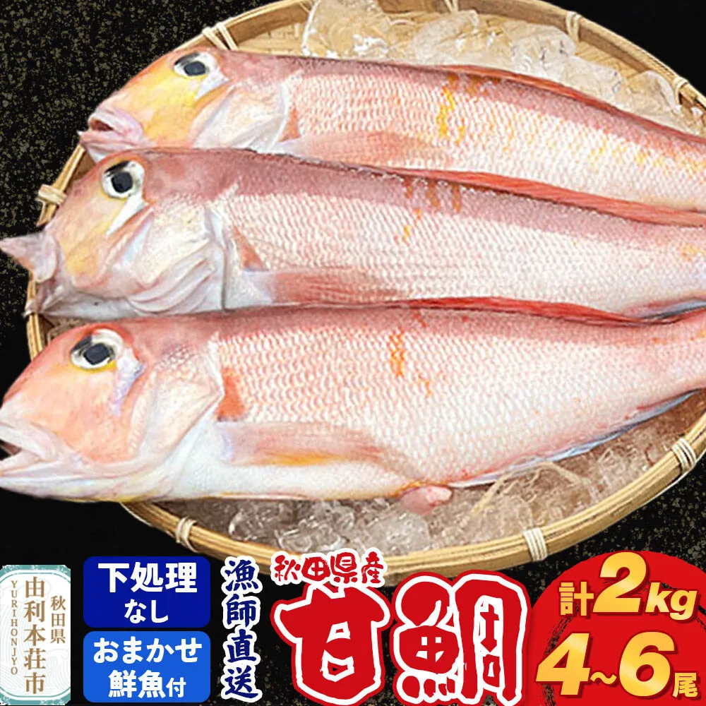 漁師直送 甘鯛（あまだい）2kg＋おまかせ鮮魚 秋田県産【下処理なし】 [天然 高級魚 白身 アマダイ たい 鮮魚 共同漁業 BLUE RISE 秋田県 由利本荘市] 秋田県由利本荘市