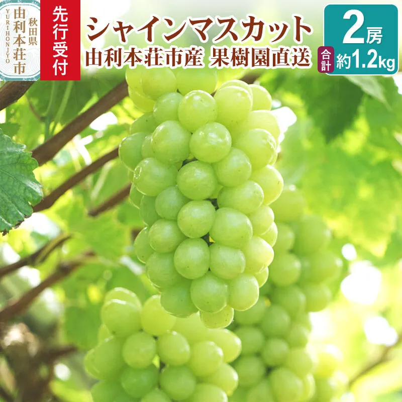 [先行受付]シャインマスカット 2房(合計約1.2kg)秋田県産 齋弥果樹園 [ぶどう 葡萄 ブドウ シャインマスカット 果物 フルーツ スイーツ 先行予約 秋田県産] 秋田県由利本荘市