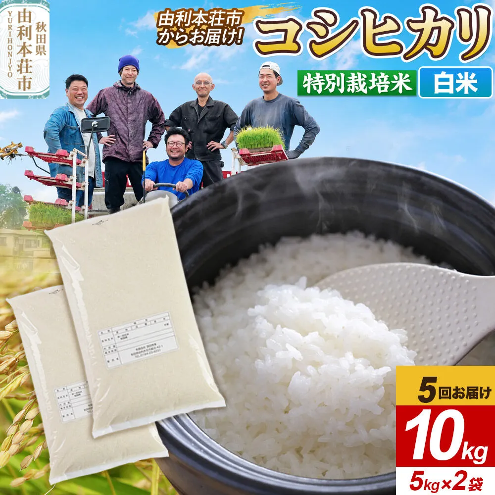 《定期便5ヶ月》令和7年産【白米】特別栽培米 コシヒカリ 10kg（5kg×2袋） 秋田県産 [コシヒカリ 米 お米 こめ 白米 精米 ブランド米 特別栽培米 食卓 おにぎり 秋田県産 秋田] 秋田県由利本荘市