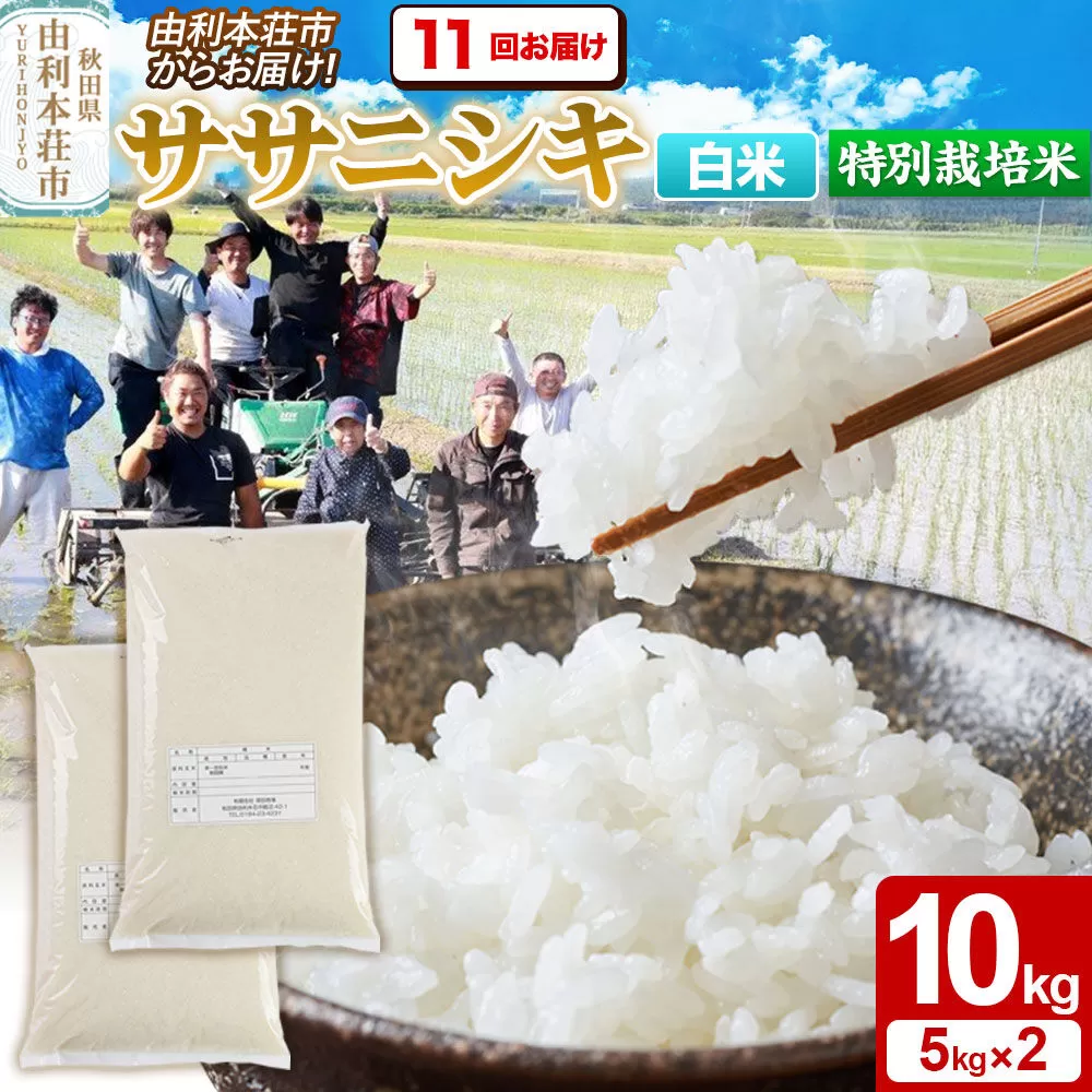 《定期便11ヶ月》令和7年産【白米】特別栽培米 ササニシキ 10kg（5kg×2袋） 秋田県産 [ササニシキ 米 お米 白米 精米 特別栽培米 ブランド米 食卓 秋田県産 秋田県 由利本荘市] 秋田県由利本荘市