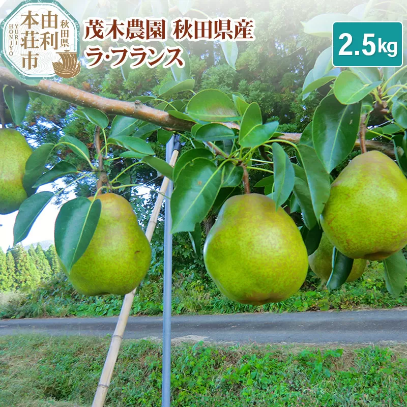 茂木農園 秋田県産 ラ･フランス 2.5kg