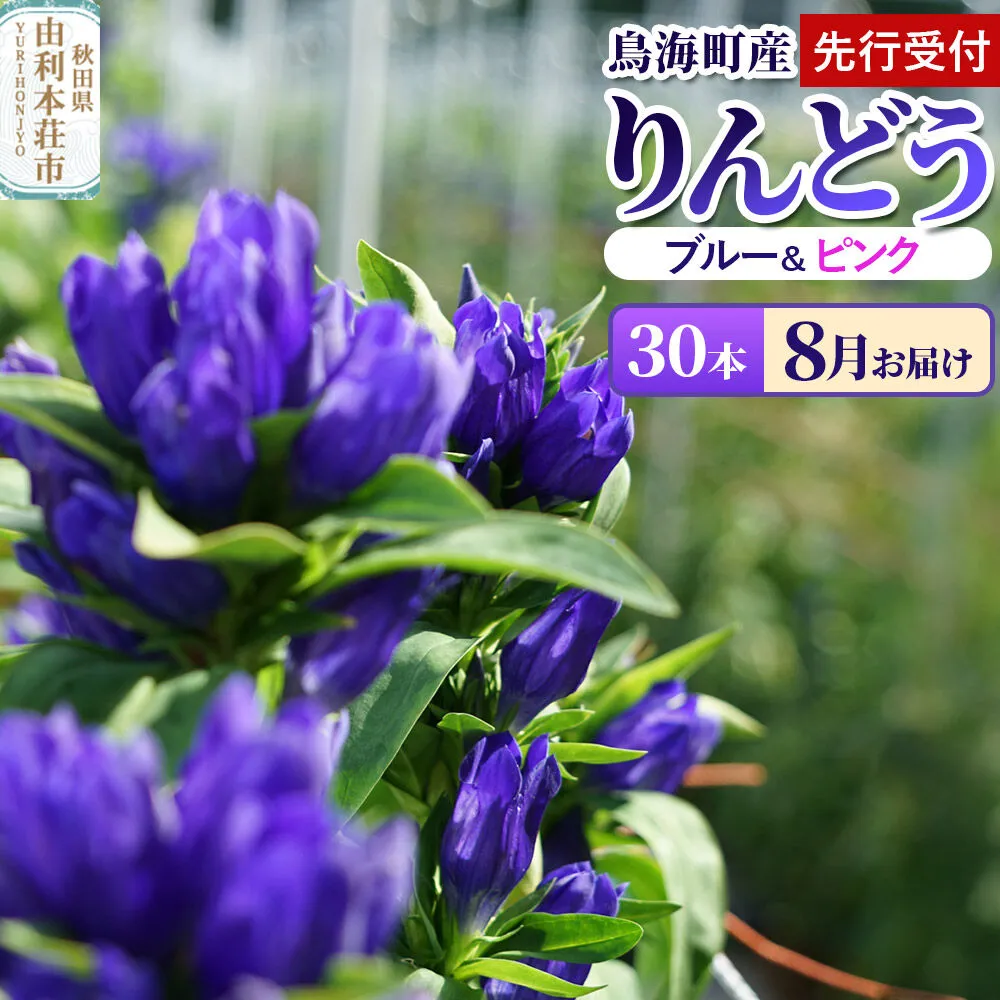 《先行受付》【8月お届け】鳥海町産 りんどう 30本 ブルー ピンク [りんどう リンドウ 竜胆 花 生花 仏花 切り花 ギフト 贈答 インテリア フラワー 秋田県 由利本荘市 鳥海町産] 秋田県由利本荘市