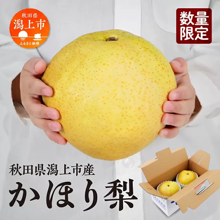 令和6年産 和梨 かほり梨 かほり 旬 甘い 大玉 800g くだもの 果物 フルーツ なし ナシ 冷蔵 グルメ 訳あり わけあり 人気 おすすめ ランキング 故郷 ふるさと 納税 秋田 秋田県 潟上 潟上市