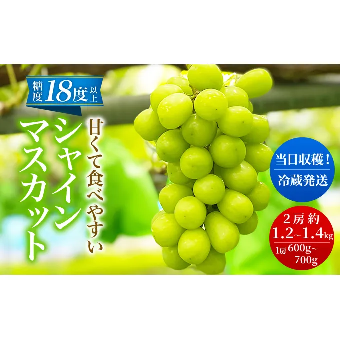 先行予約 甘く食べやすい シャインマスカット 2房（1房 600～700g）＜出荷時期：2025年9月下旬～10月上旬ごろ＞数量限定 期間限定 果物 フルーツ ぶどう ブドウ マスカット
