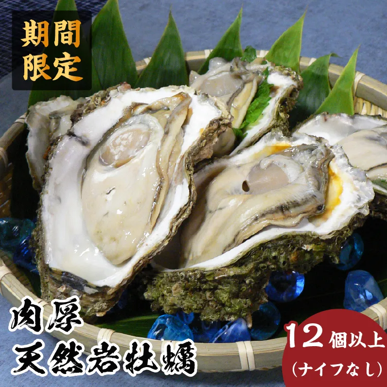 先行予約 秋田の肉厚な天然岩牡蠣（岩ガキ 12個以上）ナイフ無し かき カキ 秋田県 にかほ市産 天然 岩牡蠣  殻付 牡蠣 海産物 魚介類 海鮮