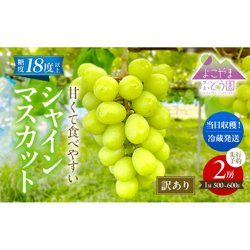 先行予約 [訳あり] 甘く食べやすい シャインマスカット 2房（1房 500～600g）＜出荷時期：2025年9月下旬～10月上旬ごろ＞数量限定 期間限定 果物 フルーツ ぶどう ブドウ マスカット