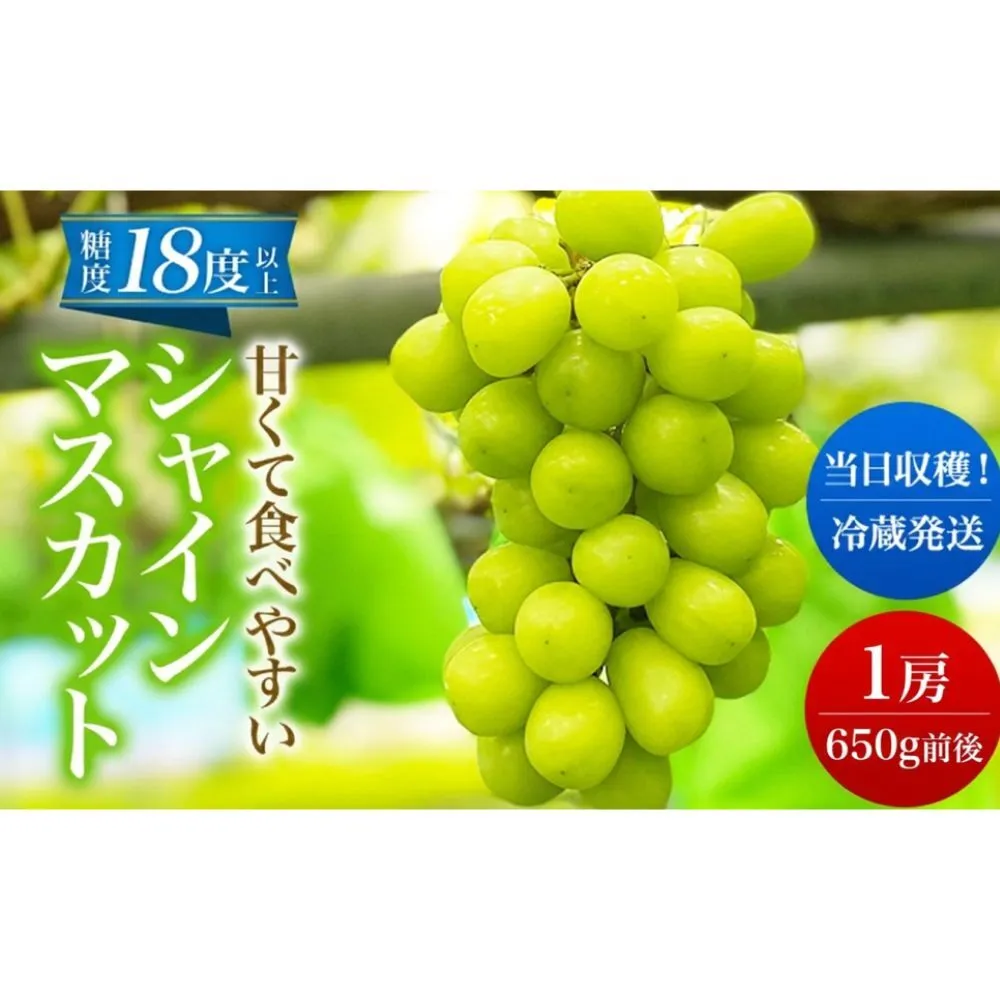 【 先行予約 】 シャインマスカット 1房 650g前後＜出荷時期：2026年10月上旬～10月中旬ごろ＞【 数量限定 期間限定 果物 果物類 フルーツ ぶどう ブドウ 葡萄 マスカット 秋田 にかほ 】