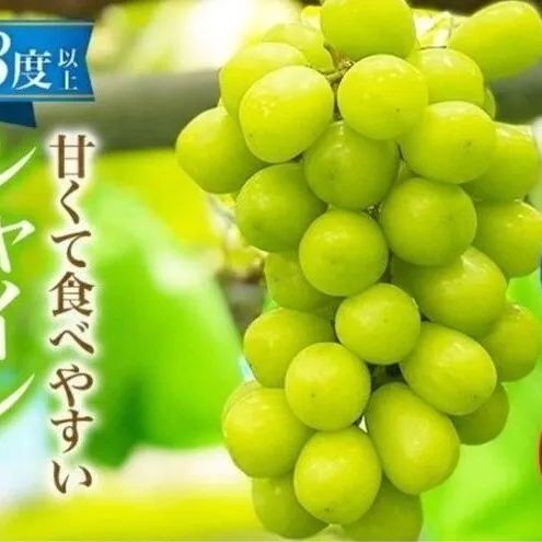 【 先行予約 】 シャインマスカット 1房 650g前後＜出荷時期：2026年10月上旬～10月中旬ごろ＞【 数量限定 期間限定 果物 果物類 フルーツ ぶどう ブドウ 葡萄 マスカット 秋田 にかほ 】