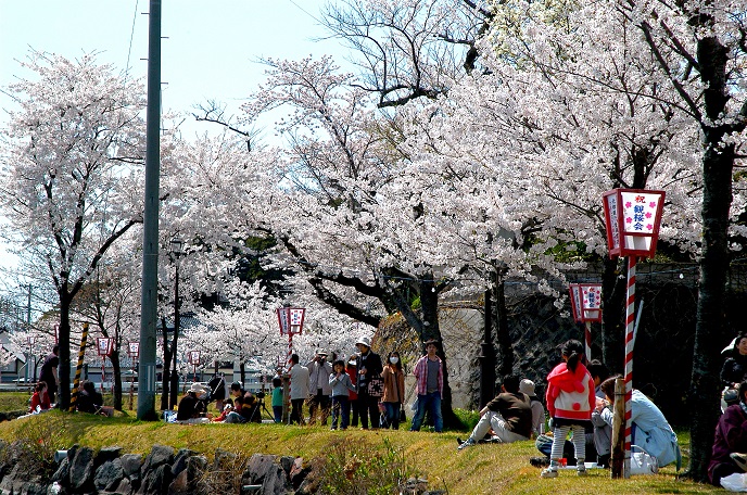 観桜会（別名 桜まつり）