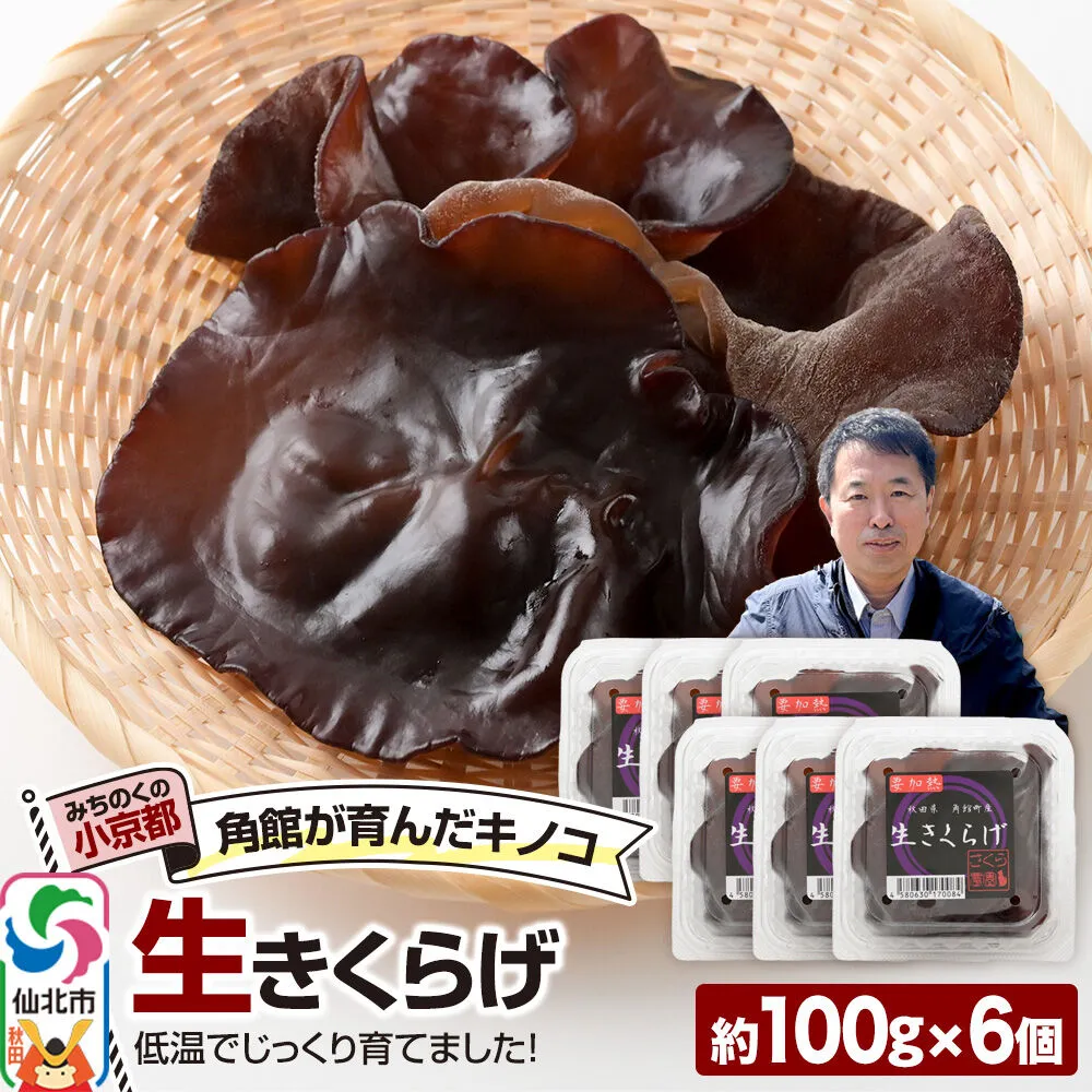 みちのくの小京都・角館が育んだ「生きくらげ」約100g×6個 [きくらげ 木耳 キクラゲ 生 肉厚 秋田県 仙北市 角館] 秋田県仙北市