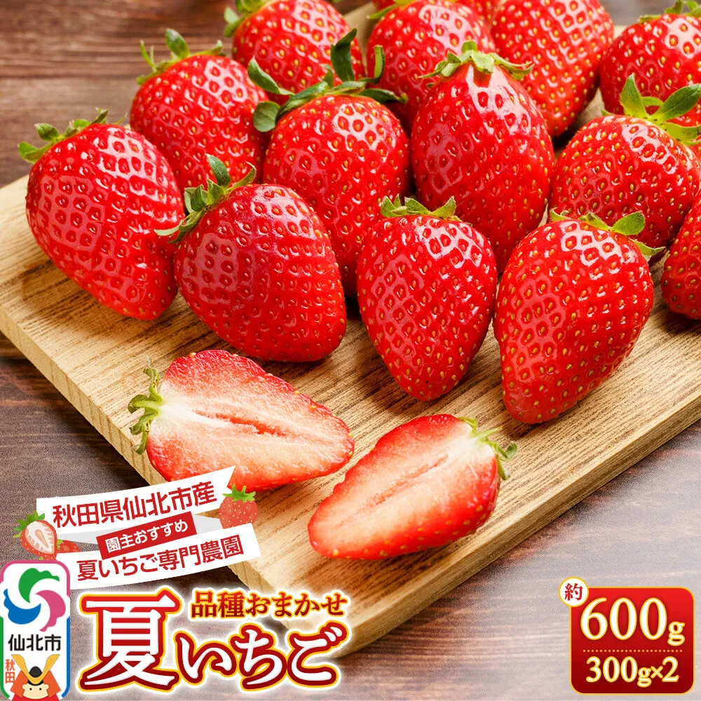 《近畿以北限定》 夏イチゴ専門農園の園主おすすめ！ 仙北市産 夏イチゴ 約600g（約300g×2パック） [苺 イチゴ いちご ブランド 品種 銘柄 なつあかり 夏のしずく 希少品種 ケーキ ジャム スムージー スイーツ フルーツ 果物 秋田県 今が旬] 秋田県仙北市