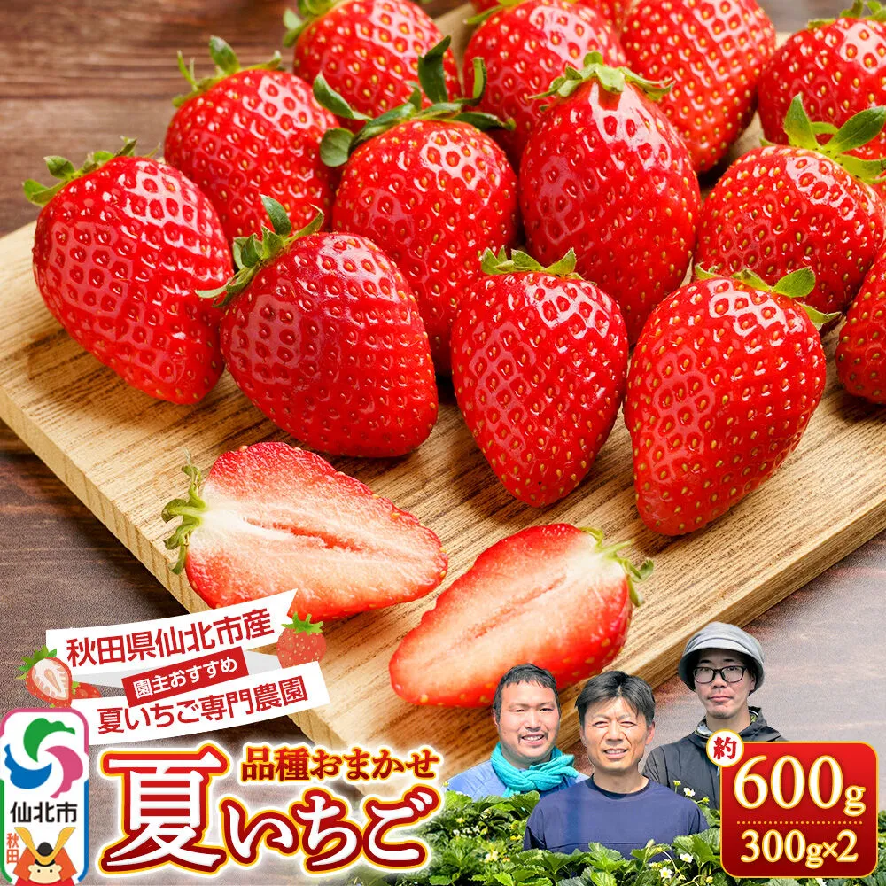 《近畿以北限定》 夏イチゴ専門農園の園主おすすめ！ 仙北市産 夏イチゴ 約600g（約300g×2パック） [苺 イチゴ いちご ブランド 品種 銘柄 なつあかり 夏のしずく 希少品種 ケーキ ジャム スムージー スイーツ フルーツ 果物 秋田県 今が旬] 秋田県仙北市