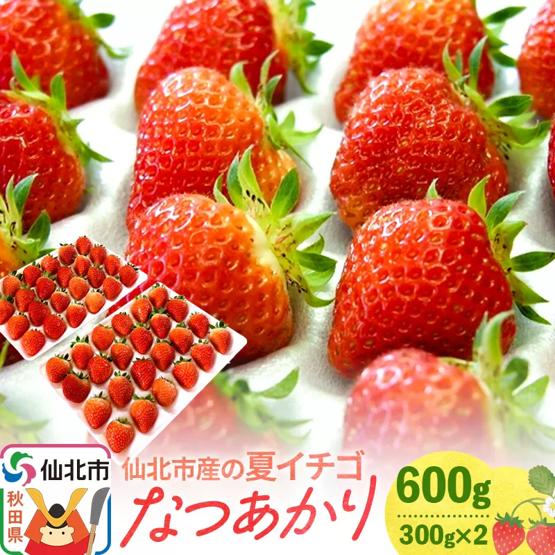 《7月〜11月発送》仙北市産の夏イチゴ なつあかり 600g（300g×2）