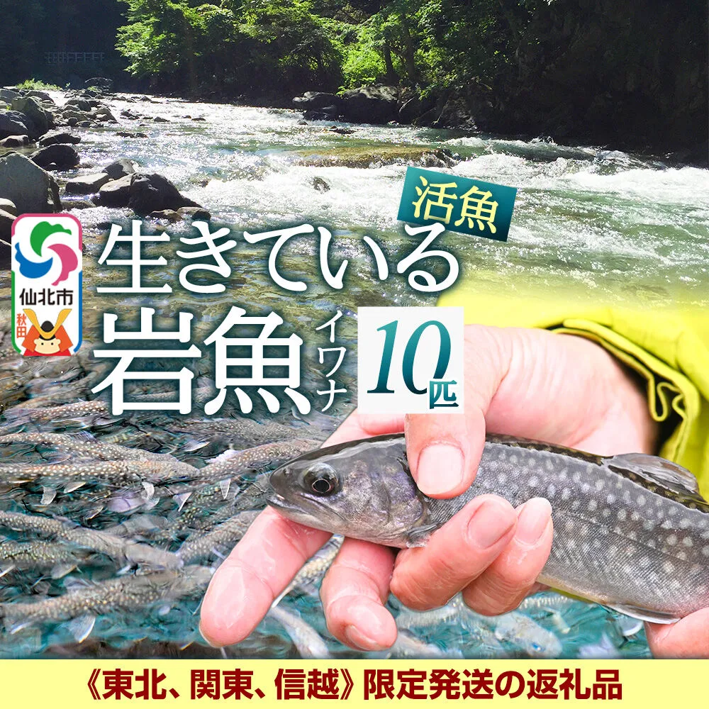 生きている岩魚（イワナ）10匹 酸素を入れて袋詰め【発送可能エリア：東北・関東・信越】長四郎 秋田県仙北市