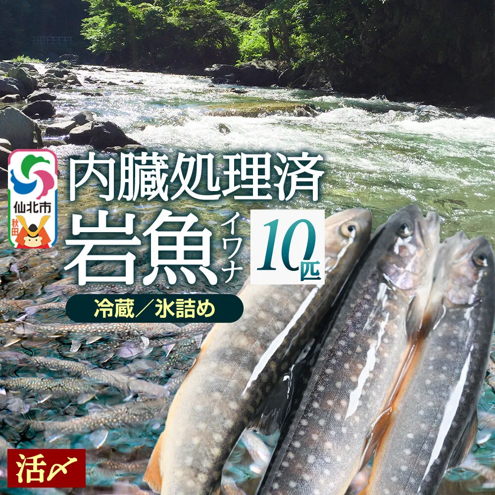 岩魚（イワナ）活け〆 内臓処理済み 氷詰め 10匹 長四郎 秋田県仙北市