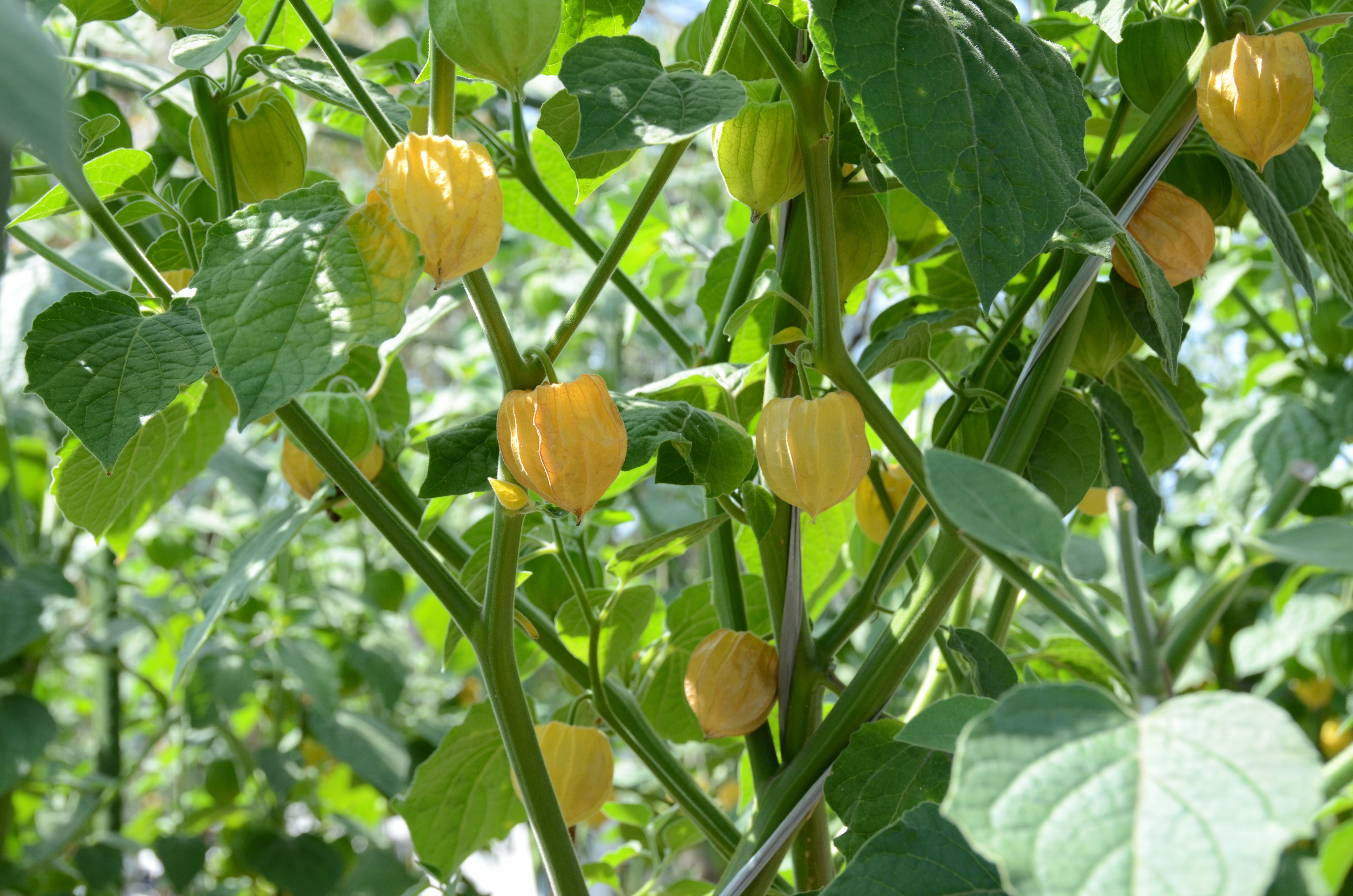 その他、村長が必要と認める事業