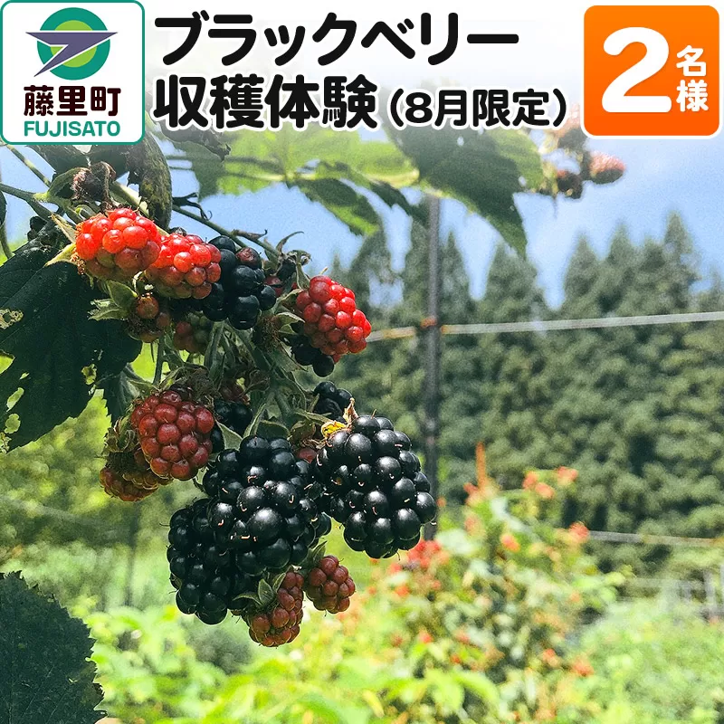 ブラックベリー 収穫体験（2024年8月限定） 2名様分 フルーツ 果物 秋田県 藤里町 菓子工房エスポワール