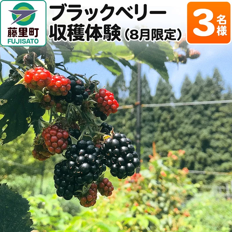 ブラックベリー 収穫体験（2024年8月限定） 3名様分 フルーツ 果物 秋田県 藤里町 菓子工房エスポワール