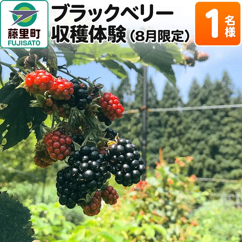 ブラックベリー 収穫体験（2024年8月限定） 1名様分 フルーツ 果物 秋田県 藤里町 菓子工房エスポワール