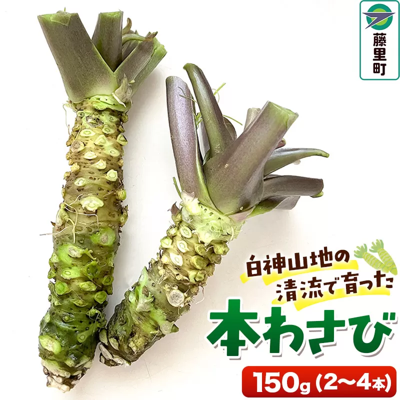 本わさび 150g（2〜4本）ワサビ 山葵 世界自然遺産 白神山地