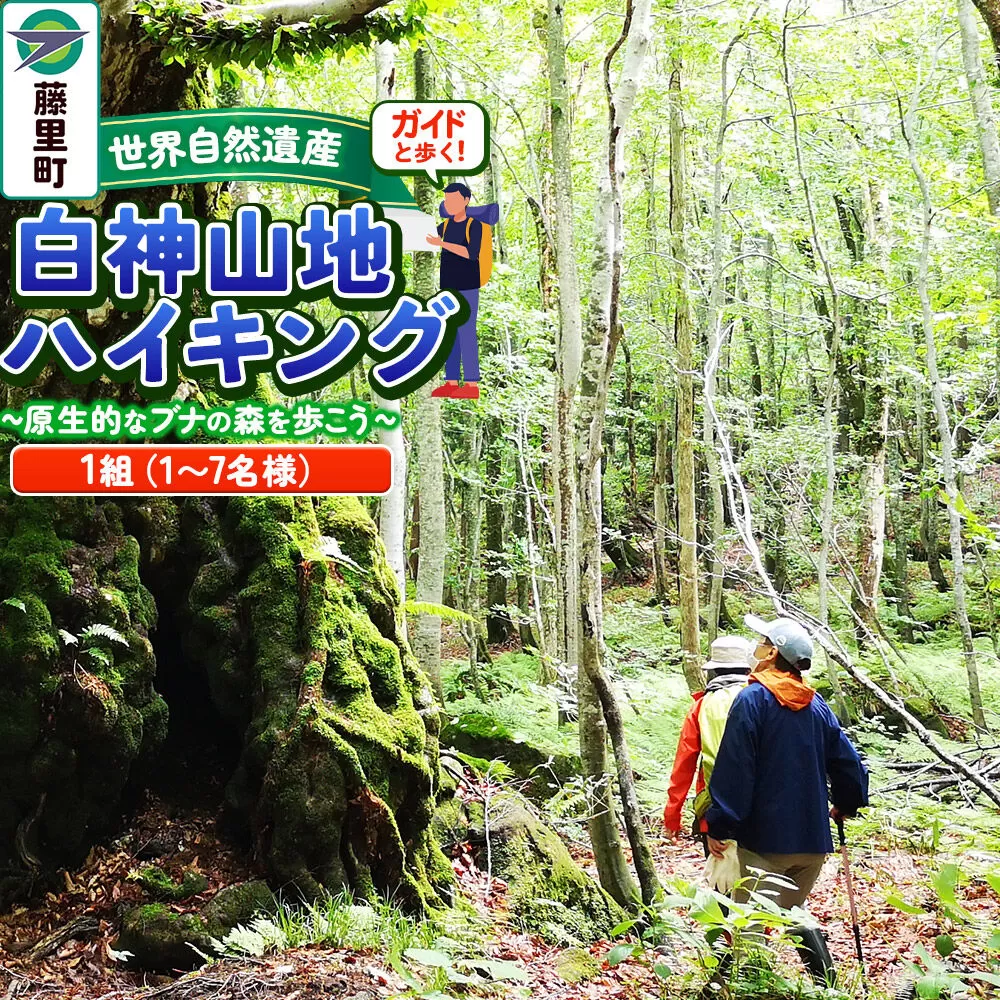 ガイドと歩く世界自然遺産・白神山地ハイキング 〜 原生的なブナの森を歩こう（1組：1〜7名様分） [世界自然遺産 白神山地 ブナの森で森林浴 ガイド付きハイキング体験] 秋田県藤里町