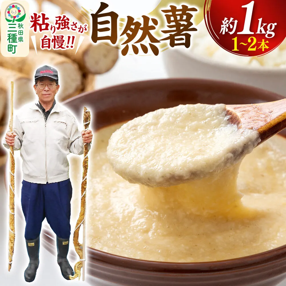 自然薯 約1kg（1〜2本） 秋田県三種町産 [山芋 自然薯 とろろ 国産] 秋田県三種町