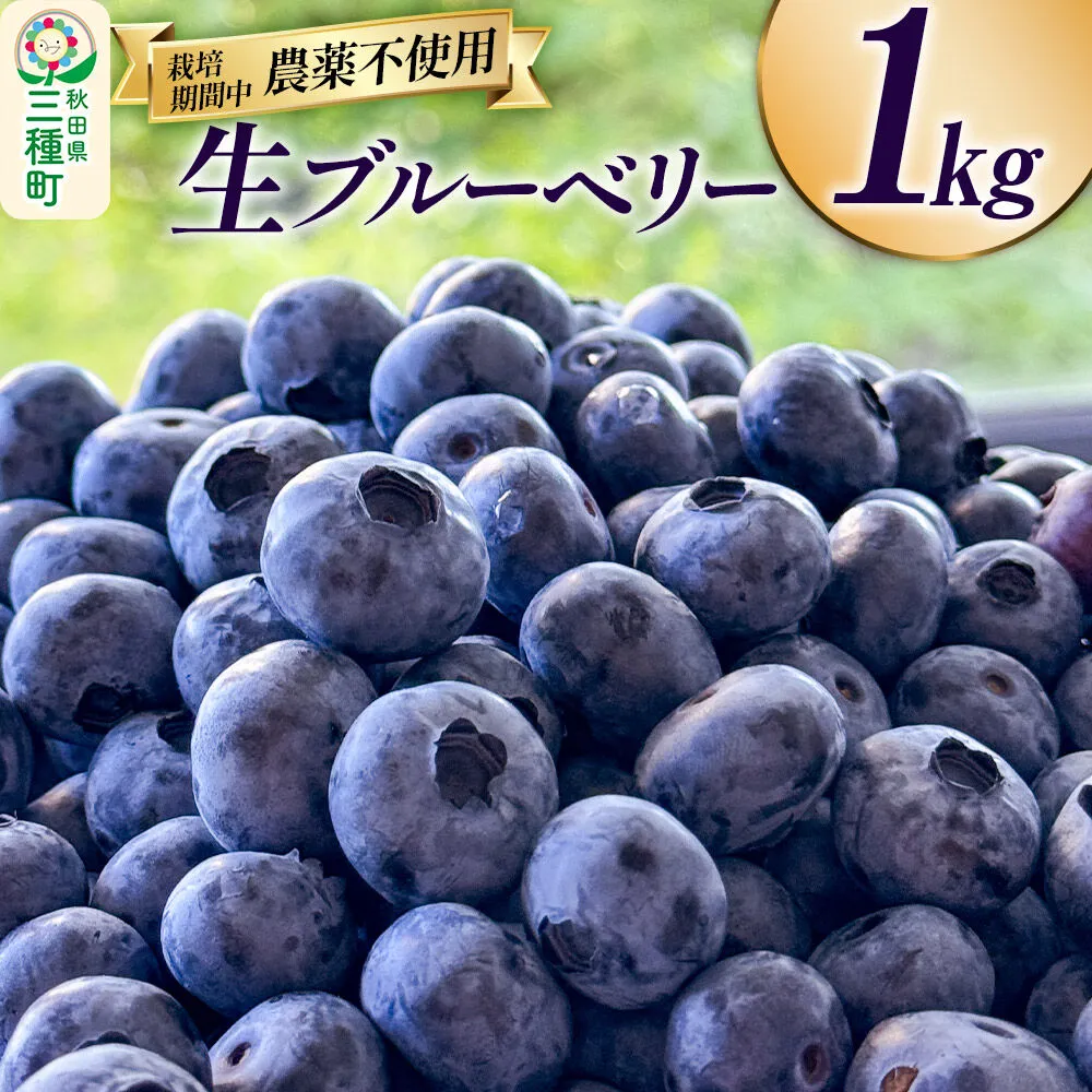 ブルーベリー 1kg 秋田県山本郡三種町産 [鮮度抜群 生 ブルーベリー スイーツ ビタミン 食物繊維 ヨーグルト サラダ フルーツ 果物 国産] 秋田県三種町