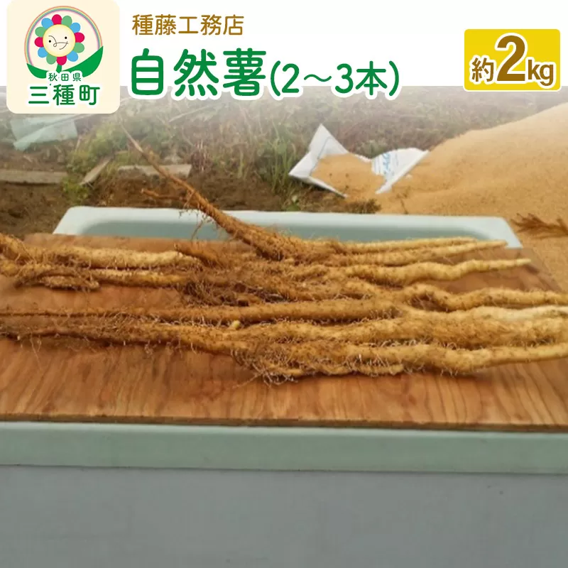 自然薯 約2kg（2〜3本） 秋田県三種町産