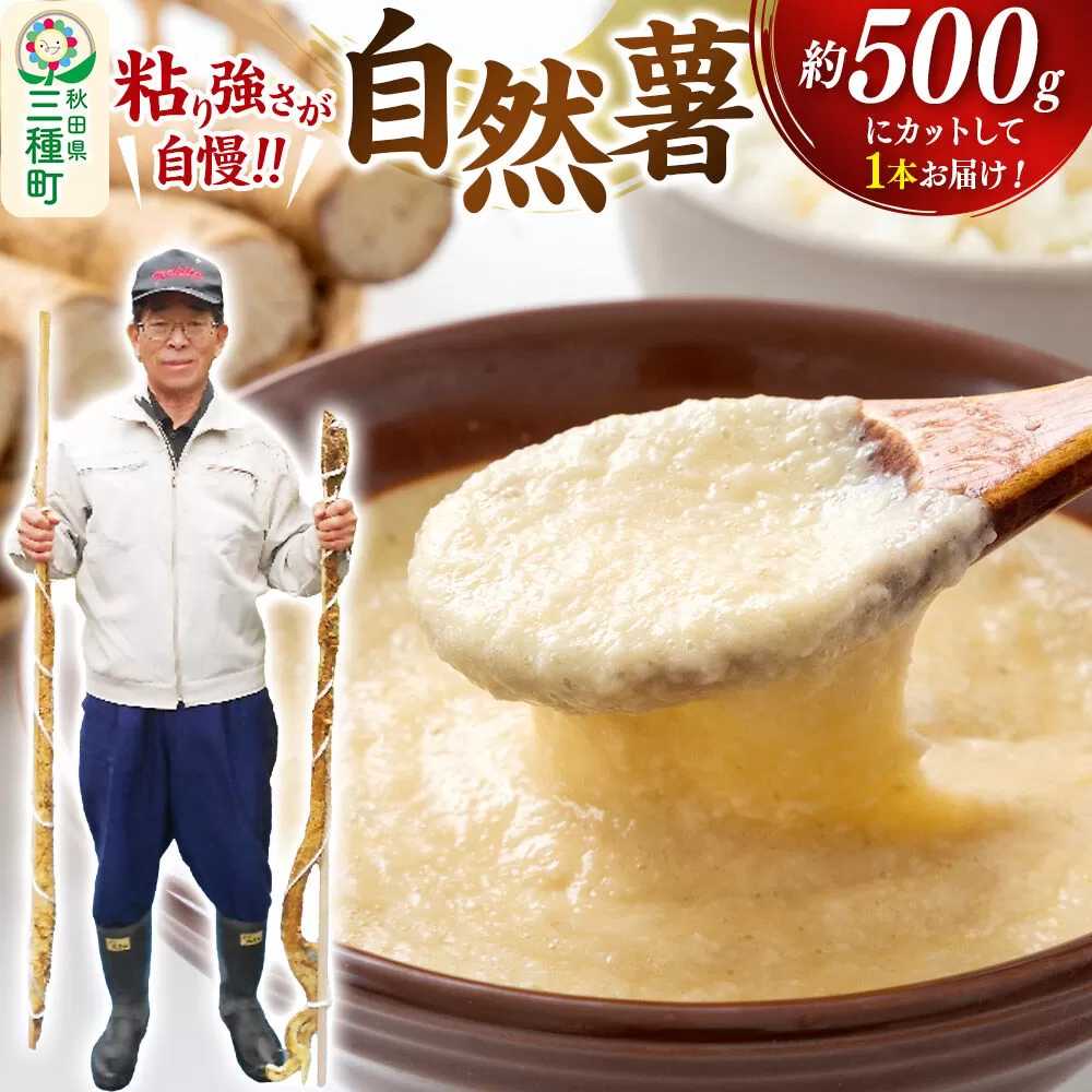 自然薯 約500g （1本） 秋田県三種町産 [山芋 自然薯 とろろ 国産] 秋田県三種町