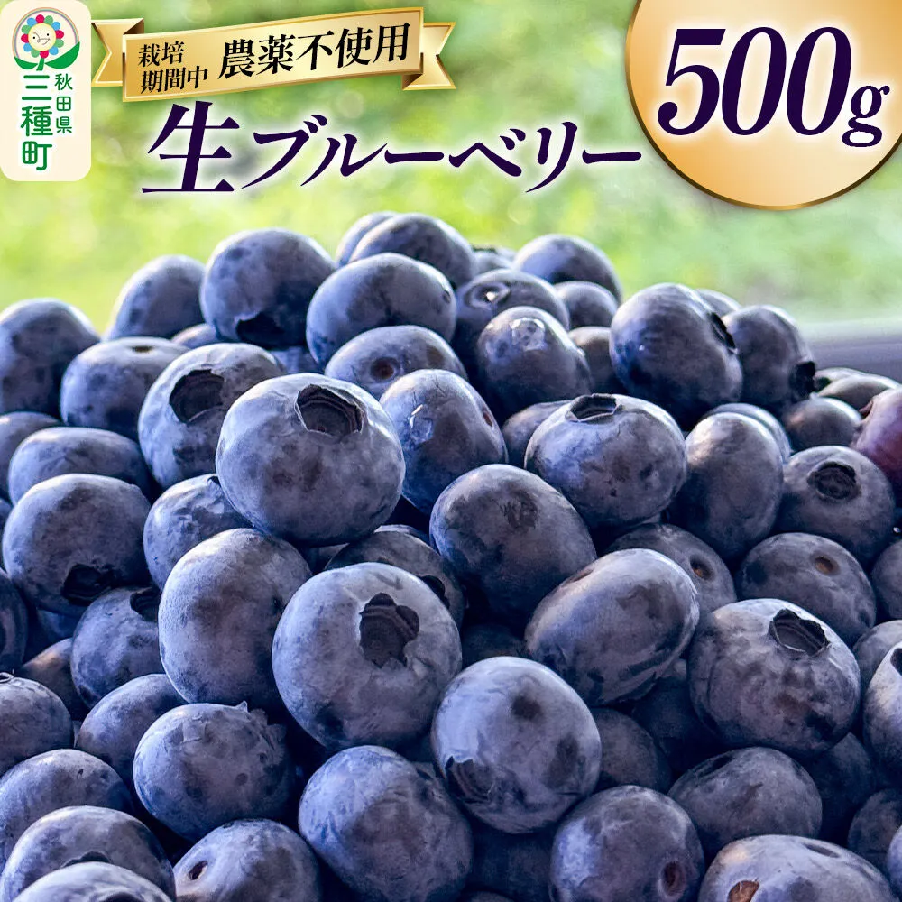 ブルーベリー 500g 秋田県山本郡三種町産 [鮮度抜群 生 ブルーベリー スイーツ ビタミン 食物繊維 ヨーグルト サラダ フルーツ 果物 国産] 秋田県三種町