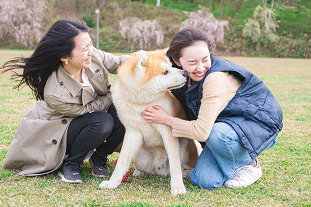 秋田犬と散歩 利用券【大人1人】ウォーキングガイド同行|三種町 秋田犬と散歩 利用券【大人1人】ウォーキングガイド同行|三種町