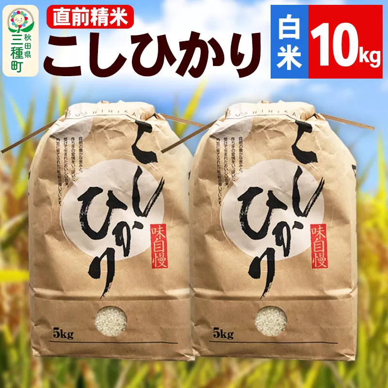《新米》【精米】こしひかり 10kg（5kg×2袋）令和7年産 米 秋田県 三種町産