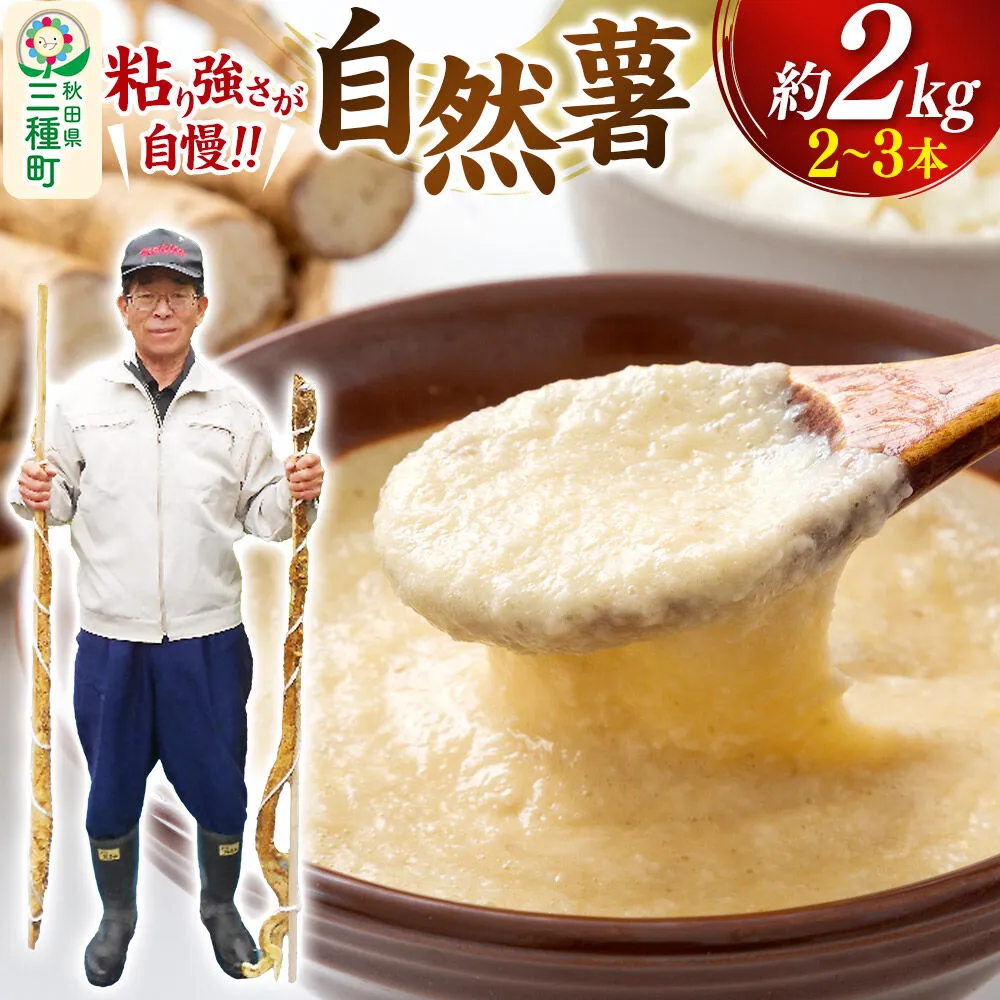 自然薯 約2kg（2〜3本） 秋田県三種町産 [山芋 自然薯 とろろ 国産] 秋田県三種町
