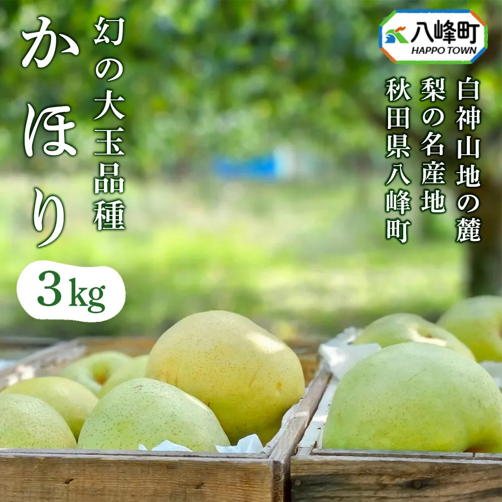 【10月発送 先行受付】梨 かほり 3kg 白神山地の麓 峰浜の梨 笠原果樹園 [先行予約 梨 なし かほり 和梨 3kg 白神山地 世界自然遺産 笠原果樹園 八峰町 峰浜 ずっしり 大きい ジューシー さわやか 甘い 香り 希少品種 やっほーfarm] 秋田県八峰町
