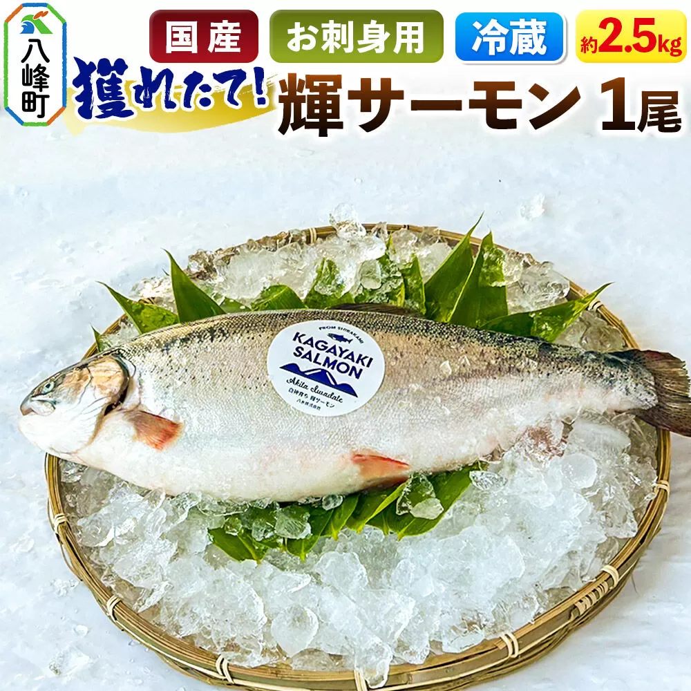 獲れたて「輝サーモン」 まるごと1尾 (約2.5kg)【生・冷蔵】 鮭 さけ お刺身や塩焼きに 国産 秋田県産 [鮭 さけ サーモン フィレ 生 冷蔵 新鮮 魚 海鮮 秋田県 八峰町] 秋田県八峰町