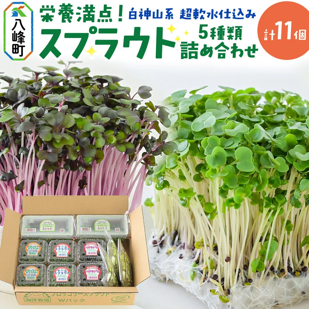 スプラウト 5種 詰め合わせ 計11個【白神山系　超軟水仕込み】栄養満点  [スプラウト かいわれ カイワレ 野菜 サラダ 香草 飾り付け ベジタブル 秋田県八峰町産 国産] 秋田県八峰町