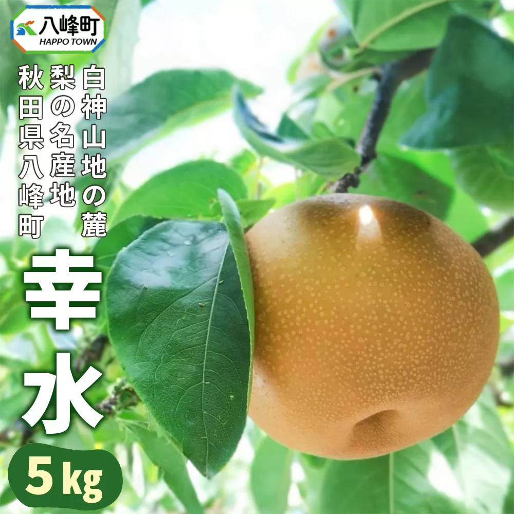 梨 幸水 5kg 白神山地の麓 峰浜の梨 笠原果樹園