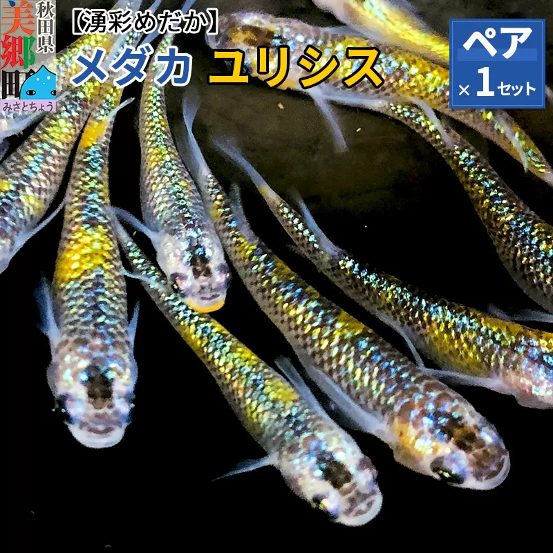 めだか ユリシス (1ペア) メダカ 生体 観賞用 魚 ペット 観賞魚