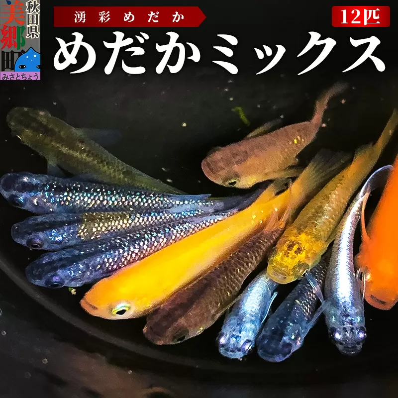 めだか ミックス 12匹 メダカ 生体 観賞用 魚 ペット 観賞魚