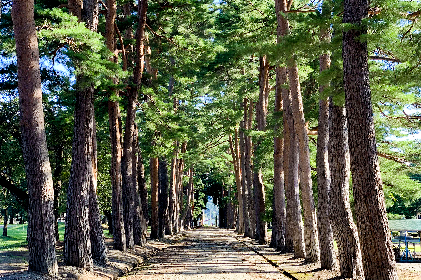 新日本街路樹百景「松・杉並木」