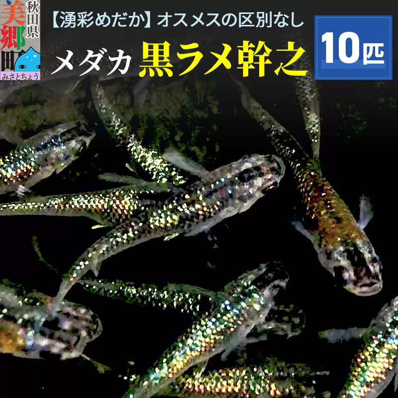めだか 黒ラメ幹之10匹 メダカ 生体 観賞用 魚 ペット 観賞魚
