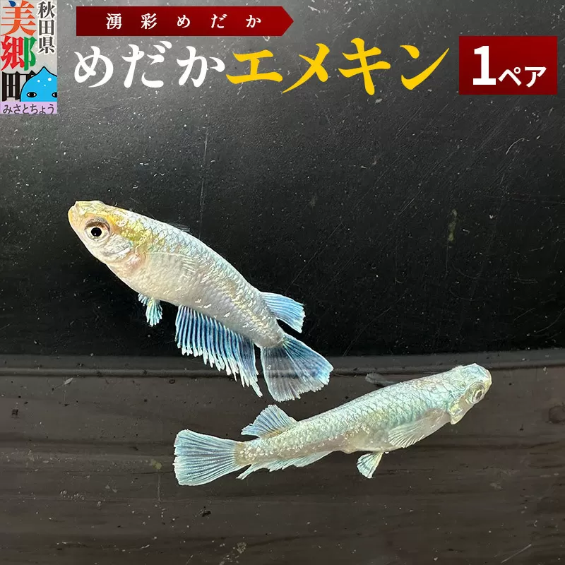 めだか エメキン (1ペア) メダカ 生体 観賞用 魚 ペット 観賞魚
