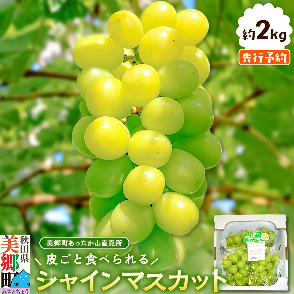 【先行受付】シャインマスカット 約2kg [ぶどう 葡萄 ブドウ シャインマスカットの返礼品] 秋田県美郷町