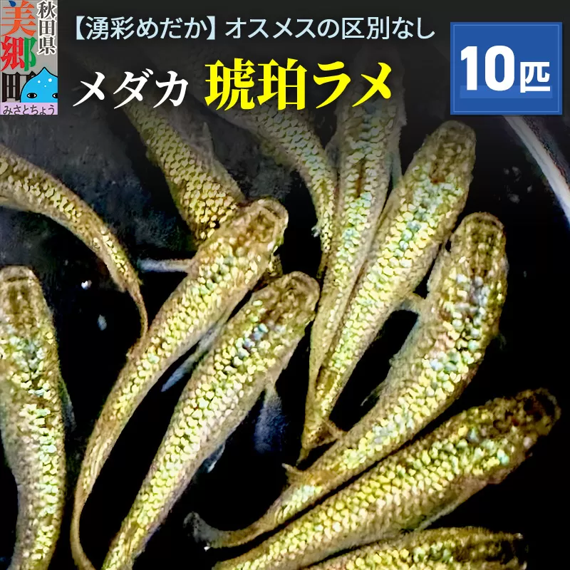 めだか 琥珀ラメ10匹 メダカ 生体 観賞用 魚 ペット 観賞魚