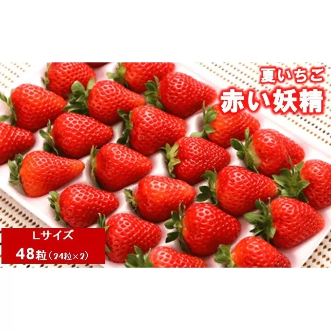 夏いちご 赤い妖精 Lサイズ（24粒×2） 国産 イチゴ  果物 フルーツ 果実 スムージー ジェラート ケーキ ジャム お菓子作り 希少ないちご 甘みと酸味 