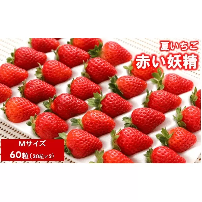夏いちご 赤い妖精 Mサイズ（30粒×2） 国産 イチゴ  果物 フルーツ 果実 スムージー ジェラート ケーキ ジャム お菓子作り 希少ないちご 甘みと酸味 