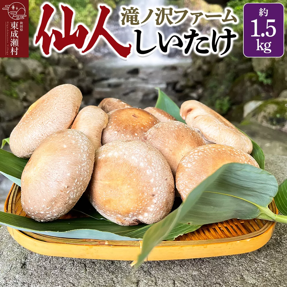 椎茸 仙人しいたけ 約1.5kg 滝ノ沢ファーム 菌床 シイタケ きのこ 食べ応え 肉厚 茸 秋田県 国産 大ぶり 高品質 秋田県東成瀬村