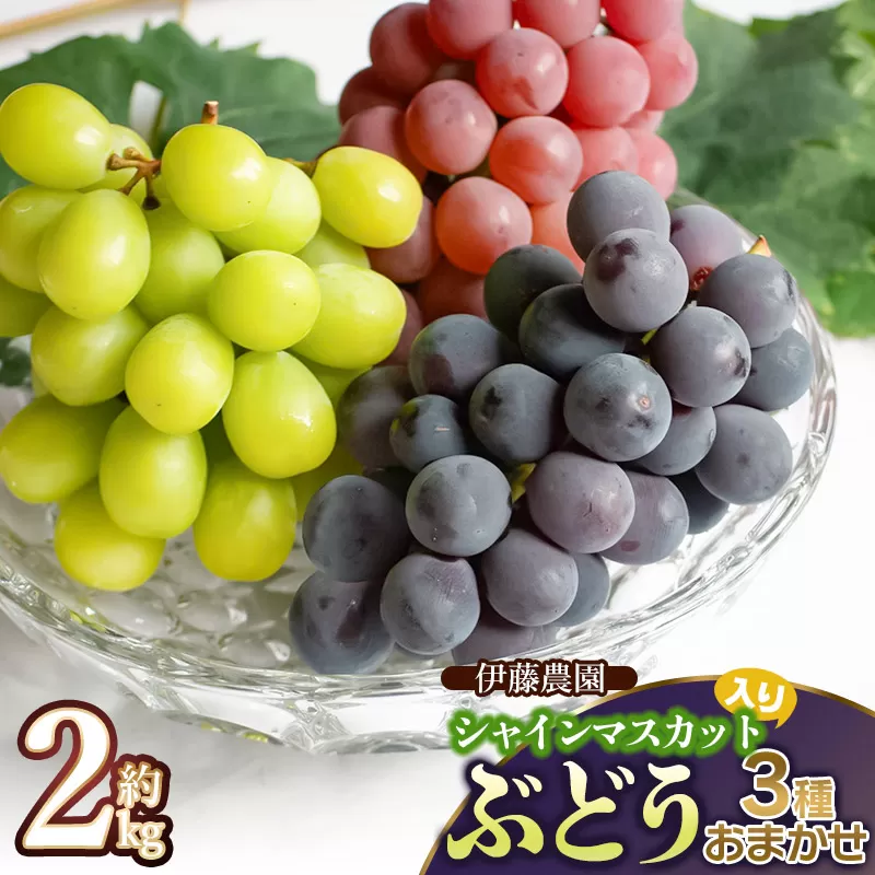 【令和7年産先行予約】 シャインマスカット入り 3種おまかせ ぶどう セット 約2kg　伊藤農園
