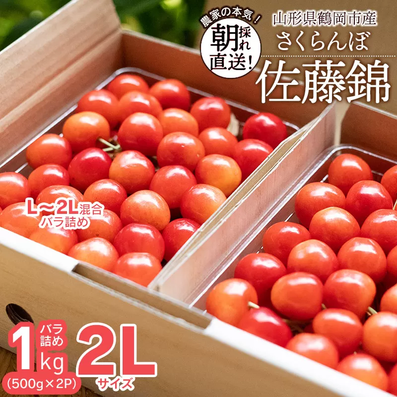 【令和7年産先行予約】 鶴岡市産 佐藤錦 2Lサイズ バラ詰め 1kg(500g×2P) さくらんぼ　大膳農園