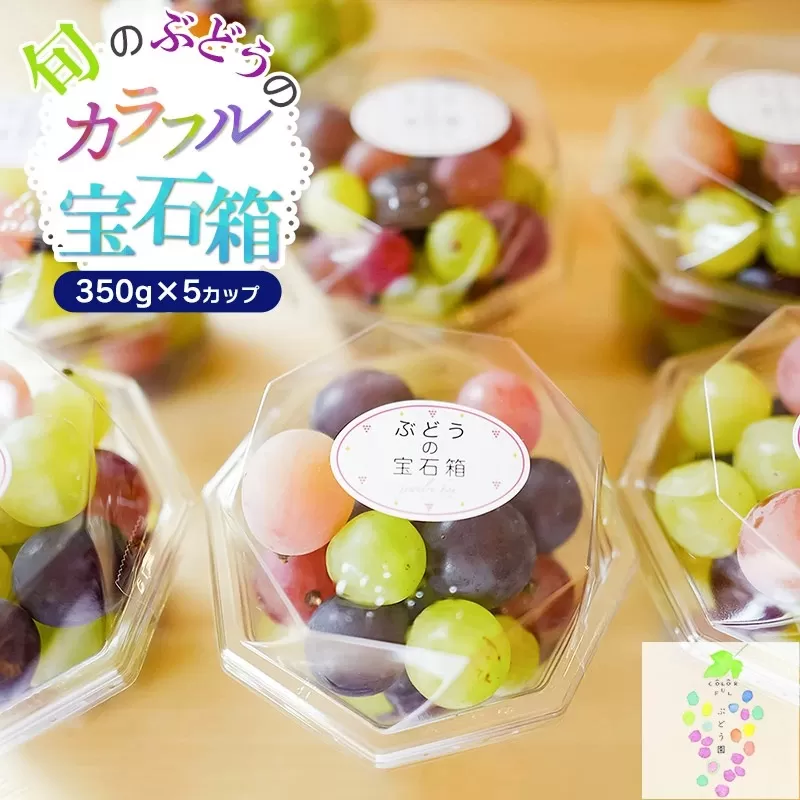 【令和7年産先行予約】お楽しみ！旬のぶどうのカラフル宝石箱 350g×5カップ　カラフルぶどう園